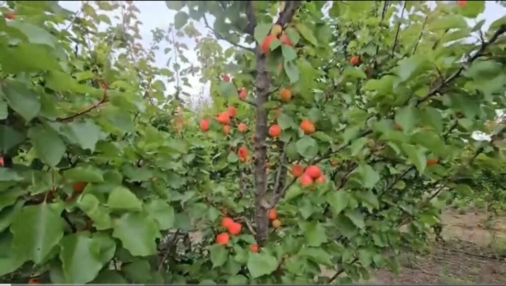 Fermerët dhe plantacionet me kajsi e fruta të hershme në Barbullinjë!