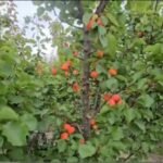 Fermerët dhe plantacionet me kajsi e fruta të hershme në Barbullinjë!