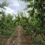 “Specialistët braktisin fermerët”Frutikultura pa këshillim, prodhuesit përballen vetëm me dëmtuesit dhe humbjet!