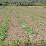 Fermerët e Polozhanit kultivojnë shalqirin e hershëm në fusha !