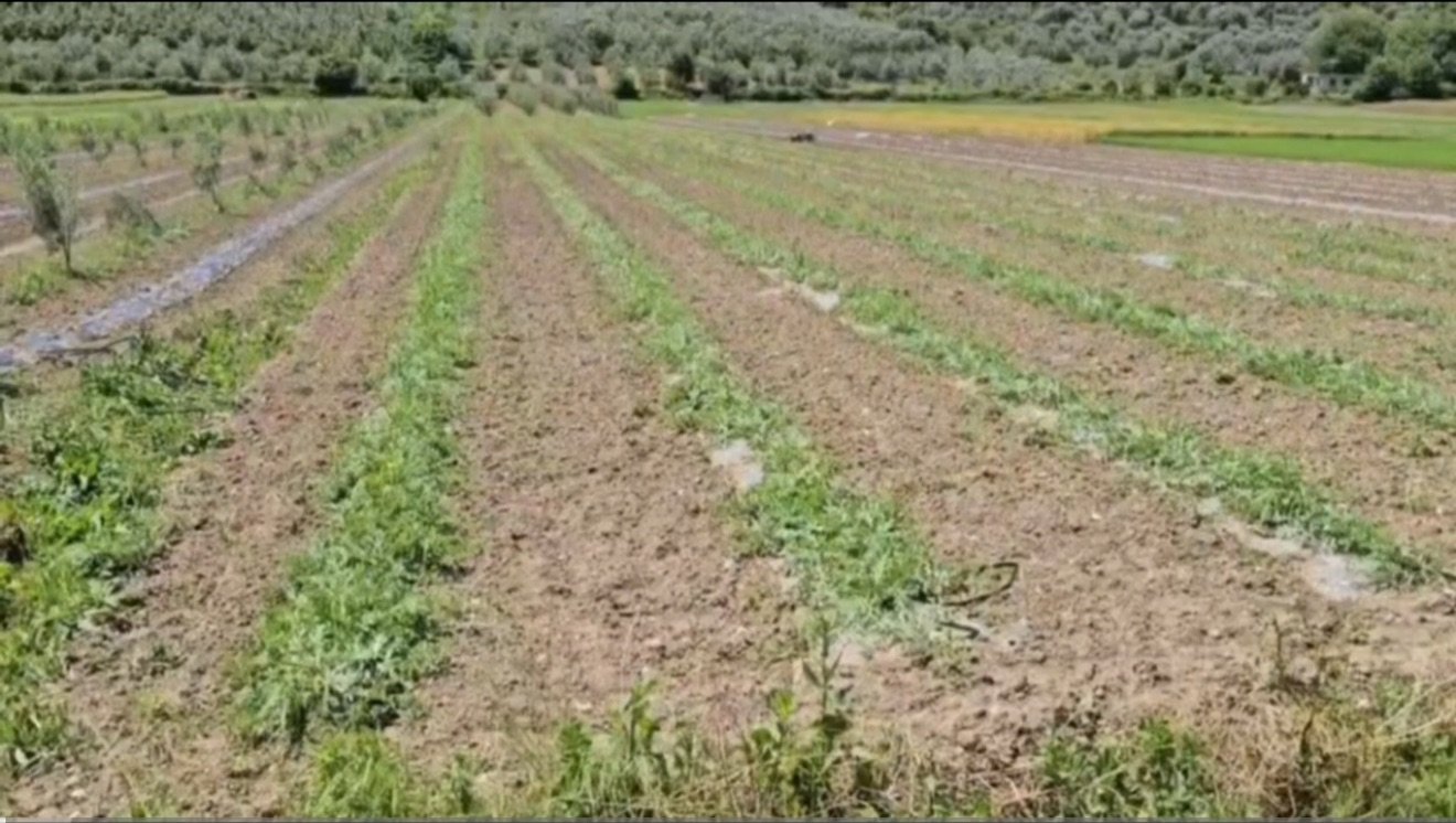 Fermerët e Polozhanit kultivojnë shalqirin e hershëm në fusha !
