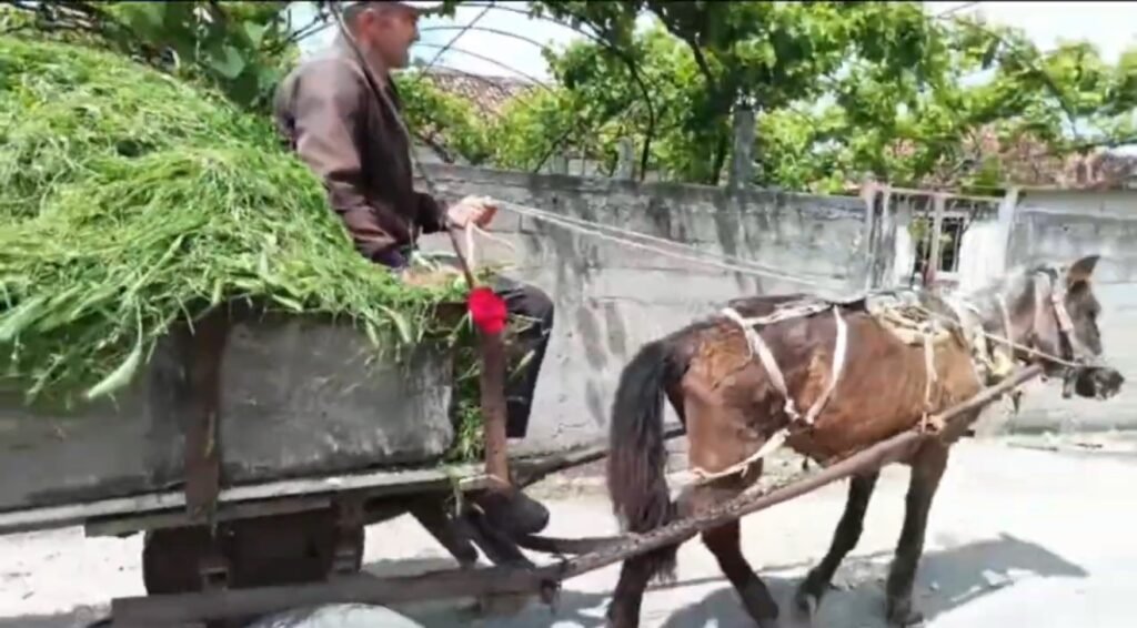 Fermerët e Qarrit, Martines dhe Bishanit, në zonën e Levanit në Fier, po përballen me një situatë tepër të vështirë ekonomike!