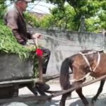 Fermerët e Qarrit, Martines dhe Bishanit, në zonën e Levanit në Fier, po përballen me një situatë tepër të vështirë ekonomike!