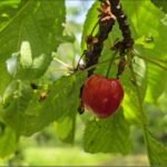 Qershia e Drenovës me pakicë për shkak të klimës së paqëndrueshme