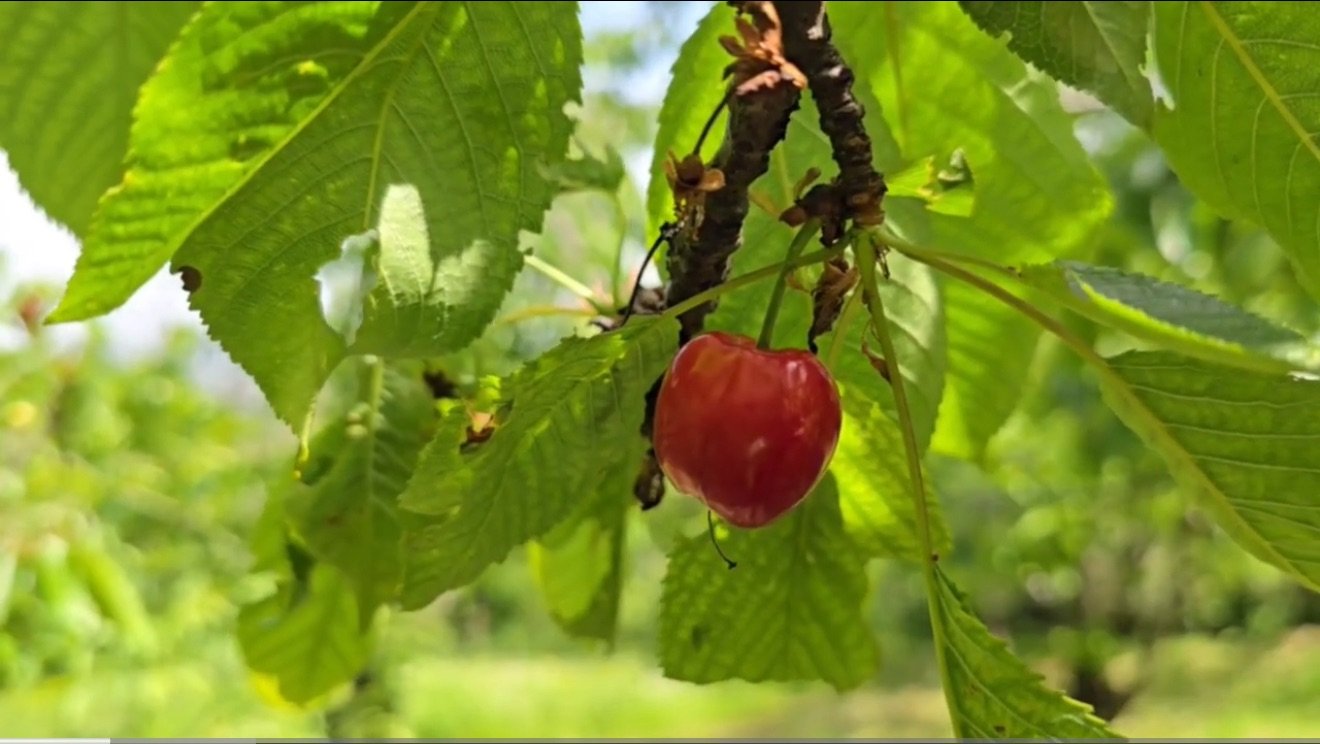 Qershia e Drenovës me pakicë për shkak të klimës së paqëndrueshme