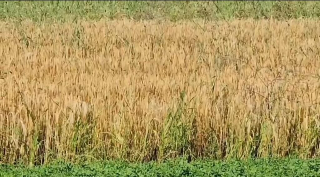 Gruri, këtë vit me më pak sipërfaqe,Myzeqeja jo më “Hambari i Shqipërisë” Gruri, këtë vit me më pak sipërfaqe,Myzeqeja jo më “Hambari i Shqipërisë”