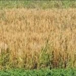 Gruri, këtë vit me më pak sipërfaqe,Myzeqeja jo më “Hambari i Shqipërisë”