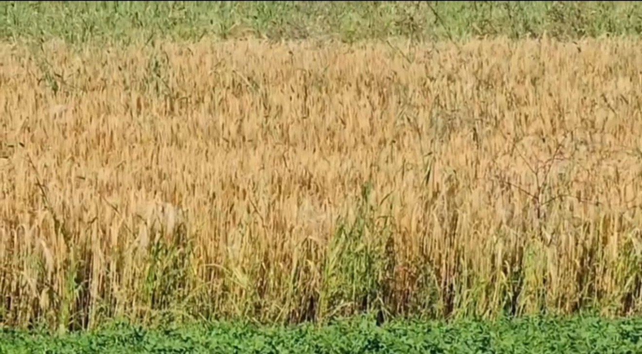 Gruri, këtë vit me më pak sipërfaqe,Myzeqeja jo më “Hambari i Shqipërisë”