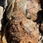 Disa granata të ndryshkura dhe dy armë të mbuluara me rrobë janë konstatuar në anën e rrugës së plazhit të vjetër. Në zonën që shkon në drejtim të Zvërnecit tek Kanali i Motorit një qytetare ka parë armët dhe granatat anës rrugës. Ato janë në një prej akseve rrugore më të frekuentuara në qytet dhe kanë dalë në pjesën anësore të rrugës. Është njoftuar policia ndërsa dyshohet se janë të shumë viteve më parë. Elizabeta Shehaj është qytetarja e cila ka zbuluar armët në shesh Ajo tregon se ka qënë duke kaluar kur ka shkelur njërën prej tyre. Shehaj thotë se i ka gjetur në pjesën anësore të rrugës….