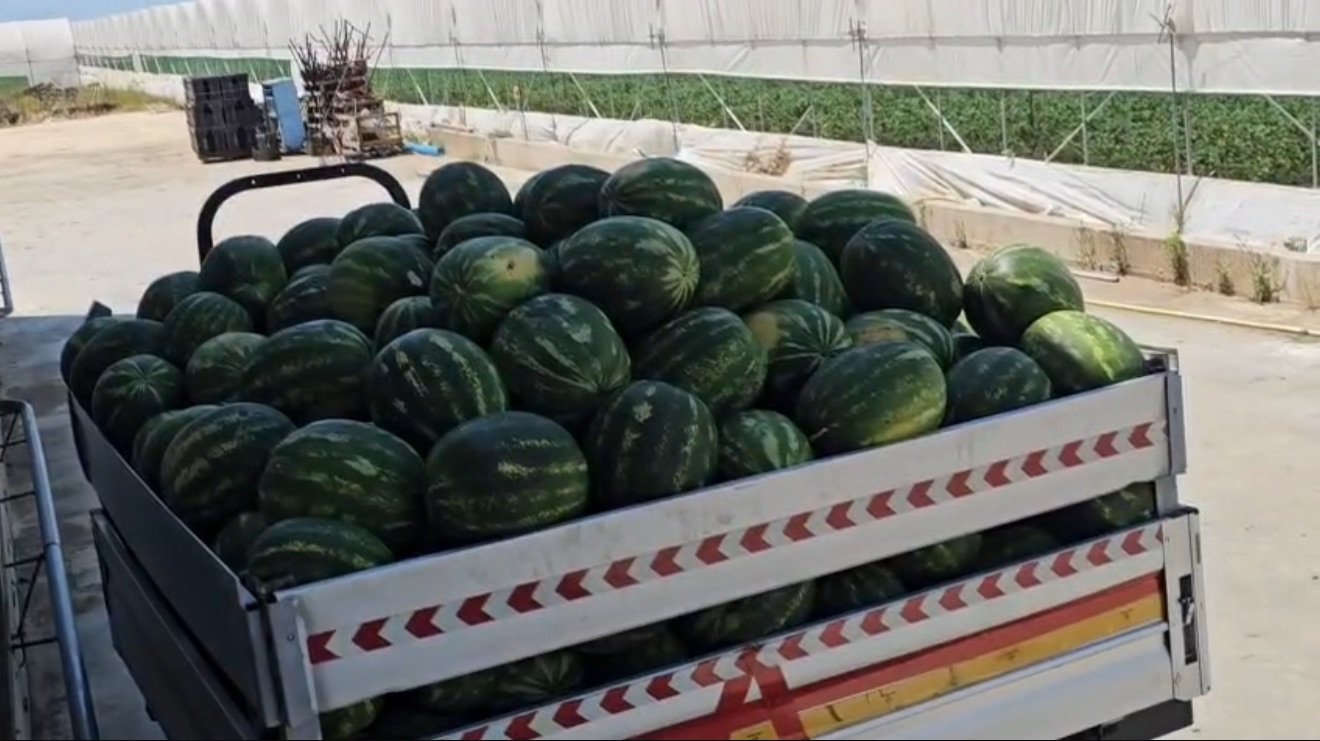 Shalqiri i Divjakës në tregjet europiane