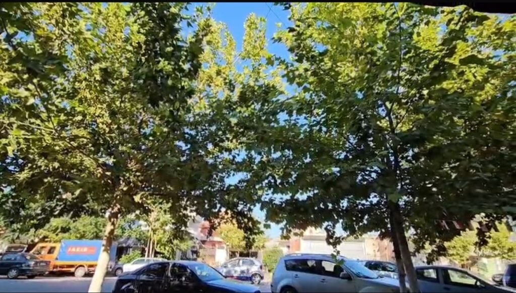 Dezinfektimi i pemëve dhe hapësirave publike, një ndërhyrje e domosdoshme gjatë verës.