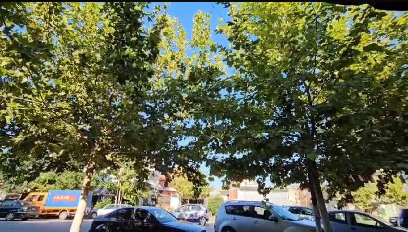 Dezinfektimi i pemëve dhe hapësirave publike, një ndërhyrje e domosdoshme gjatë verës.
