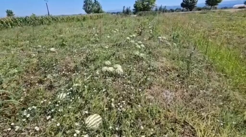 Fermerët e polizhanit Dimal : Shalqiri mbetet në ara, çmimi nuk mbulon as kostot.