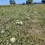 Fermerët e polizhanit Dimal : Shalqiri mbetet në ara, çmimi nuk mbulon as kostot.