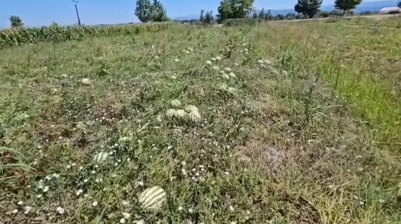 Fermerët e polizhanit Dimal : Shalqiri mbetet në ara, çmimi nuk mbulon as kostot.