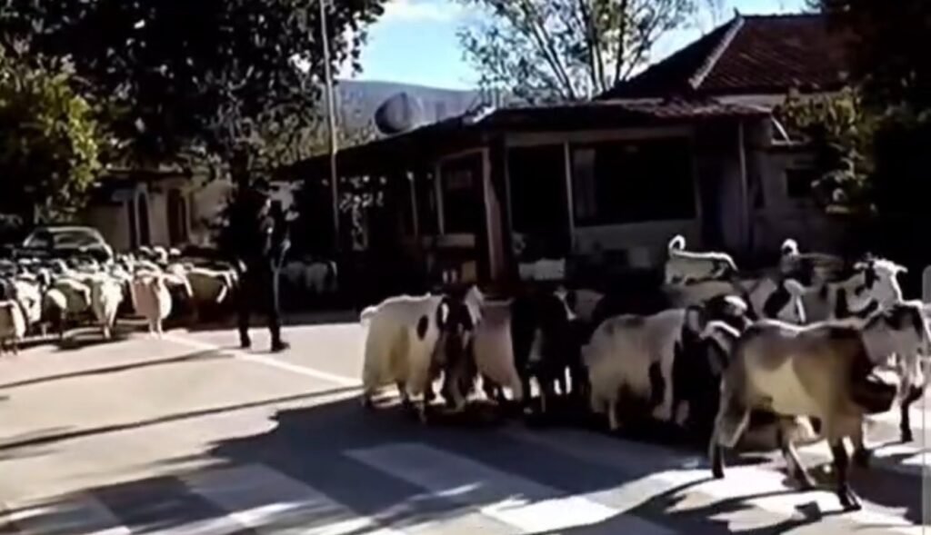 Blegtoria në jug, çdo ditë e më larg traditës.
