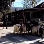 Blegtoria në jug, çdo ditë e më larg traditës.