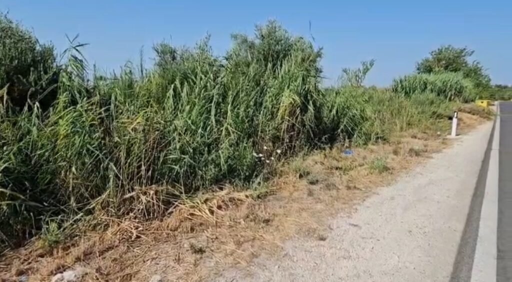 Kallamishte, ferra dhe kanale të bllokuara. Fermerët e zonës së Fiersheganit përballen me mungesën e ujit për vaditje në kulmin e sezonit veror.