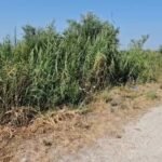 Kallamishte, ferra dhe kanale të bllokuara. Fermerët e zonës së Fiersheganit përballen me mungesën e ujit për vaditje në kulmin e sezonit veror.