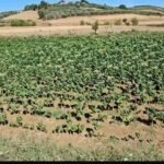 Bie kultivimi i duhanit në Dumre, fermerët fajësojnë mungesën e ujit dhe braktisjen e bujqësisë.