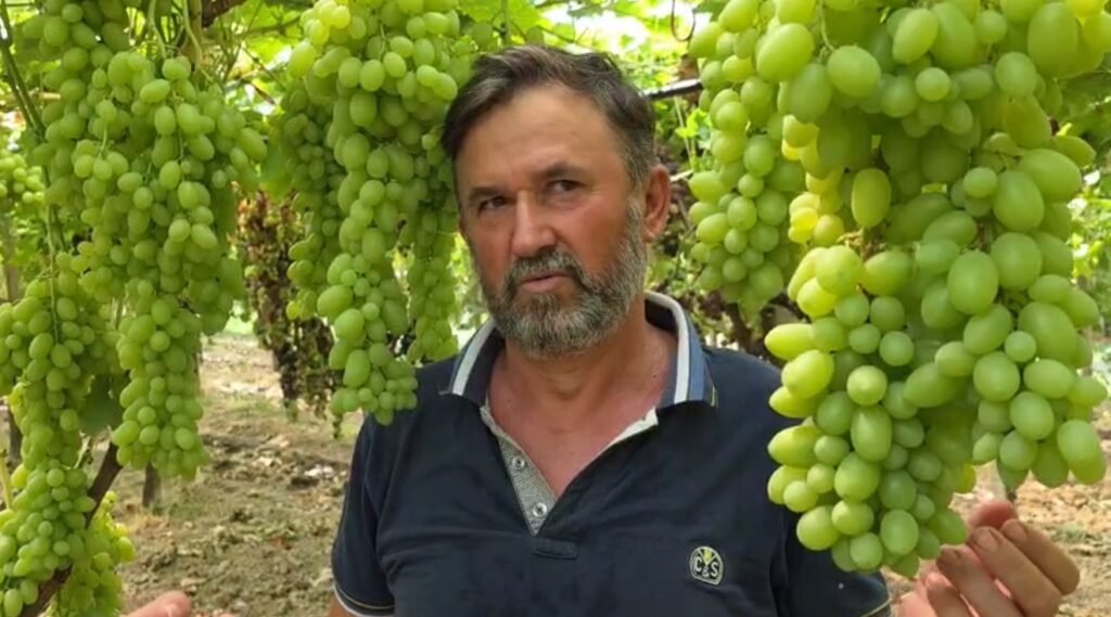 Vreshtaria në Fier, rritet prodhimi i rrushit me 1 500 tonë më shumë se vitin e kaluar