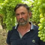 Vreshtaria në Fier, rritet prodhimi i rrushit me 1 500 tonë më shumë se vitin e kaluar