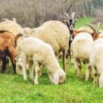Alarm për blegtorinë në Kosovë: Konfirmohen raste të lisë së dhenve