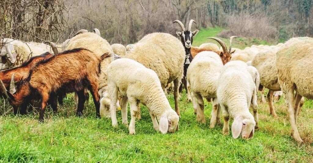 Alarm për blegtorinë në Kosovë: Konfirmohen raste të lisë së dhenve