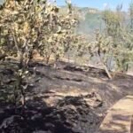 Nje zjarr në fshatin Greshicë të Mallakastrës rrezikoi të digjte disa shtëpi por ndërhyrja e zjarrfikësve bëri që të shuheshin flakët pa prekur banesat