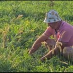 Fermerët e Frakullës drejt falimentimit, prodhimet po mbeten në ara