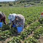 6-korriku afati i fundit i aplikimeve për Skemën Kombëtare të Mbështetjes në Bujqësi.