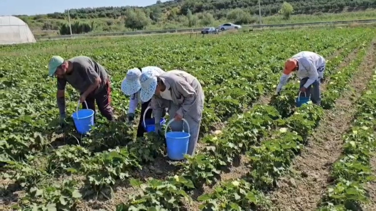 6-korriku afati i fundit i aplikimeve për Skemën Kombëtare të Mbështetjes në Bujqësi.