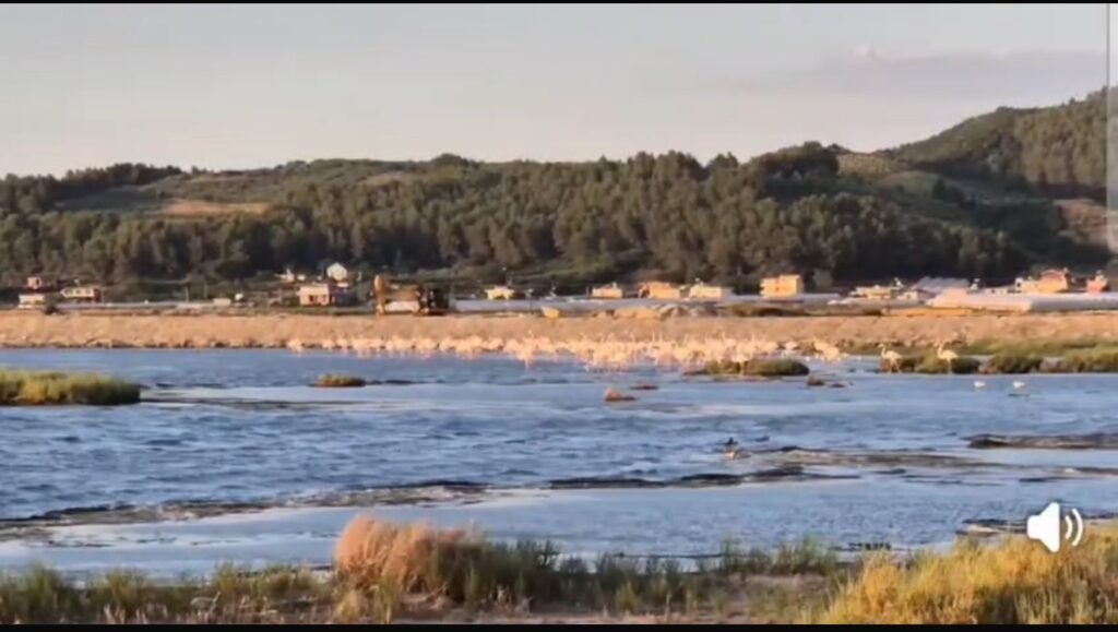 Flamengot, bukuria e Lagunës së Karavastasë. Flamengot, bukuria e Lagunës së Karavastasë.
