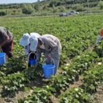 Qarku Fierit kryeson në bujqësi, numrin më të lartë të fermerëve kontribuues në vend.