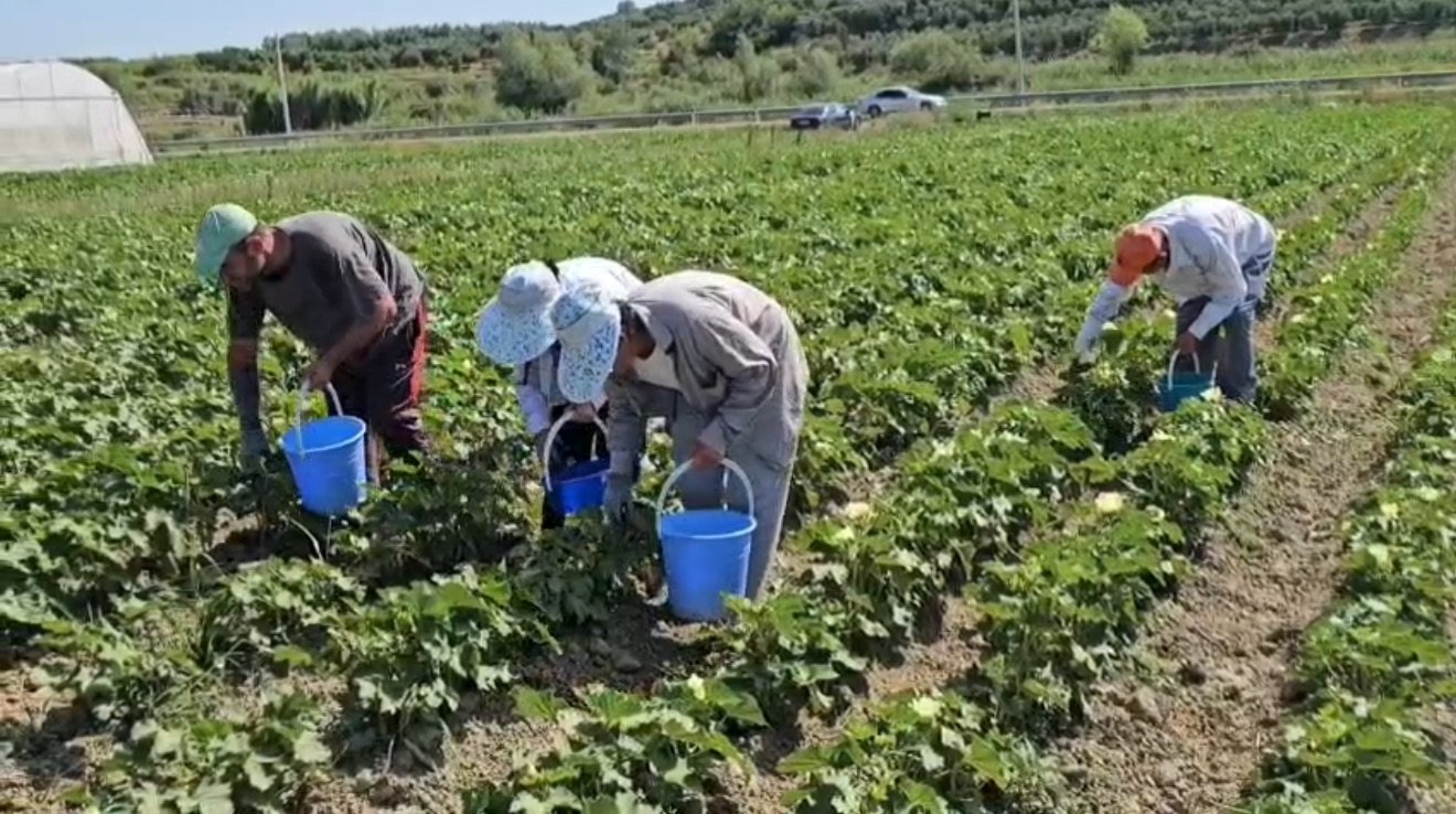 Qarku Fierit kryeson në bujqësi, numrin më të lartë të fermerëve kontribuues në vend.