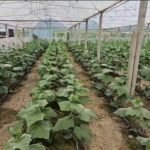 Fermerët e Salçë-Kozarës mbajnë gjallë prodhimin bujqësor, por kërkojnë më shumë mbështetje