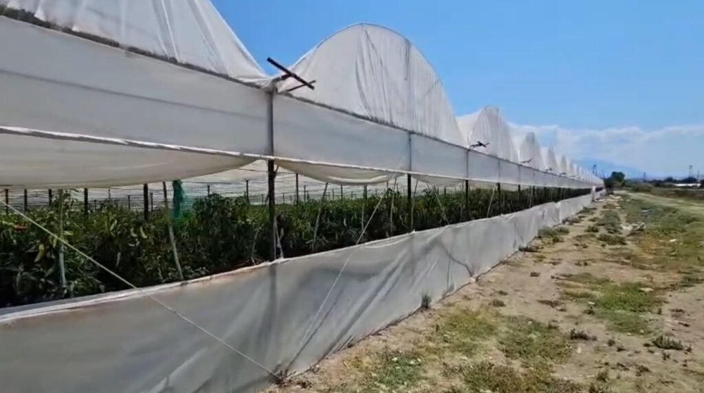 Lushnjë – 350 aplikime në Skemën Kombëtare 2026, fermerët kërkojnë më shumë mbështetje për bujqësinë.