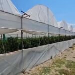 Lushnjë – 350 aplikime në Skemën Kombëtare 2026, fermerët kërkojnë më shumë mbështetje për bujqësinë.