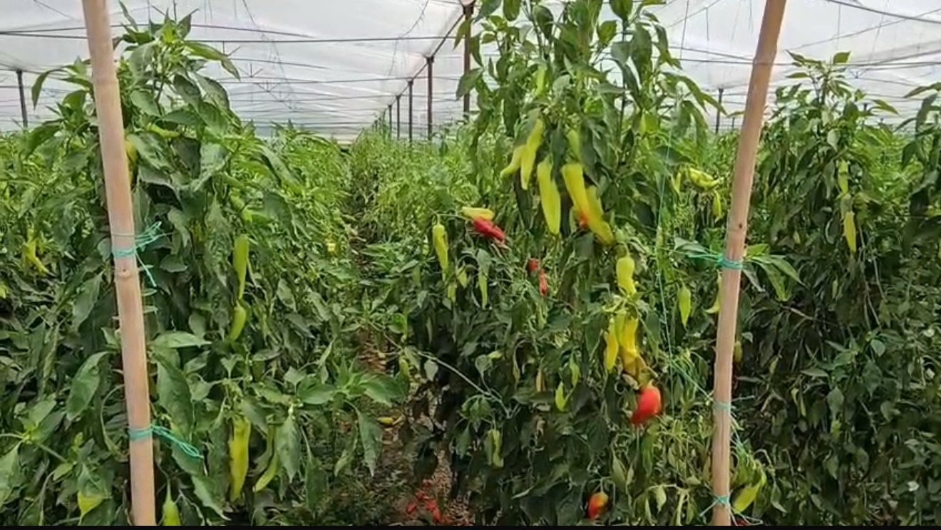 Fermerët e Kuçovës kërkojnë mbështetje më shumë për prodhimin vëndas .