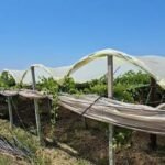 Allkaj, qendra e vreshtarisë në Lushnjë. Fermerët kërkojnë mbrojtje për prodhimin vendas.