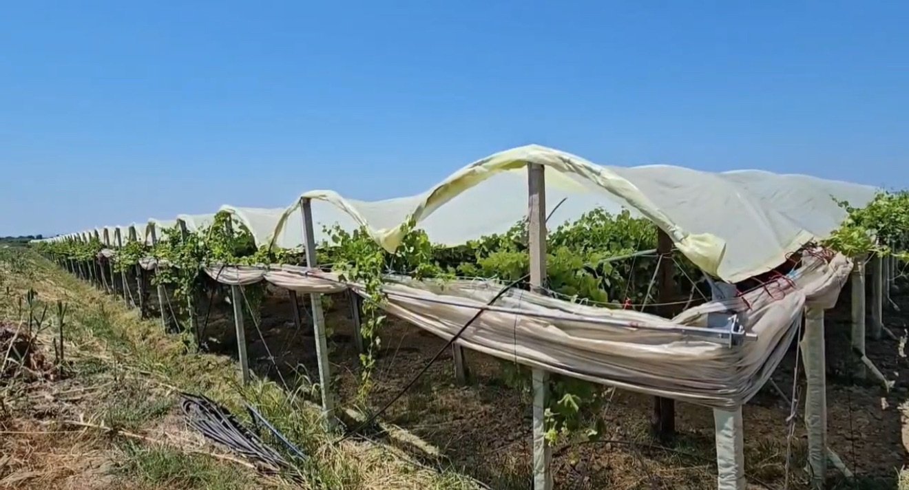 Allkaj, qendra e vreshtarisë në Lushnjë. Fermerët kërkojnë mbrojtje për prodhimin vendas.