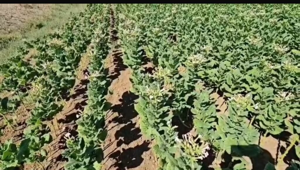 Duhani i Dumresë, traditë mes etjes dhe mungesës së duarve.