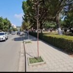 Vaditja e pemëve dhe gjelbërimit, prioritet në Lushnje gjatë temperaturave të larta.
