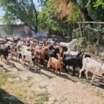 Të rinjtë interes për blegtorinë, 414 aplikime për mbështetje nga Skema Kombëtare.