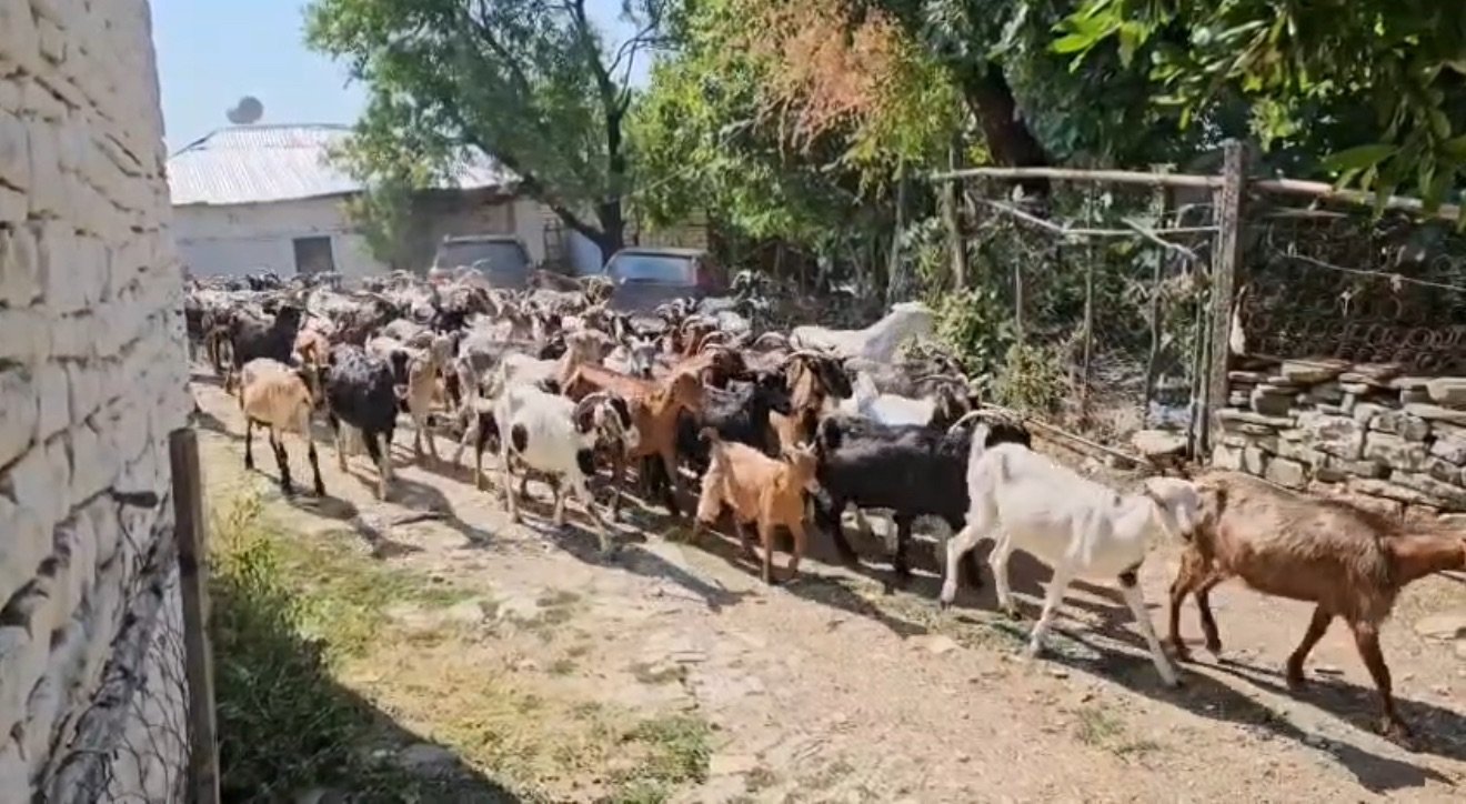 Të rinjtë interes për blegtorinë, 414 aplikime për mbështetje nga Skema Kombëtare.