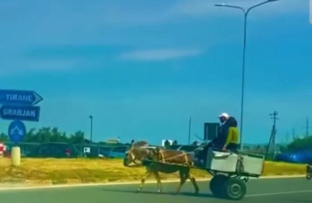 Mungojnë nënkalimet, fermerët kalojnë autostradën me karroca e kafshë.