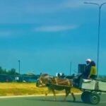 Mungojnë nënkalimet, fermerët kalojnë autostradën me karroca e kafshë.