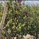Korça, Elbasani dhe Lushnja kryesojnë prodhimin e frutave në Shqipëri.