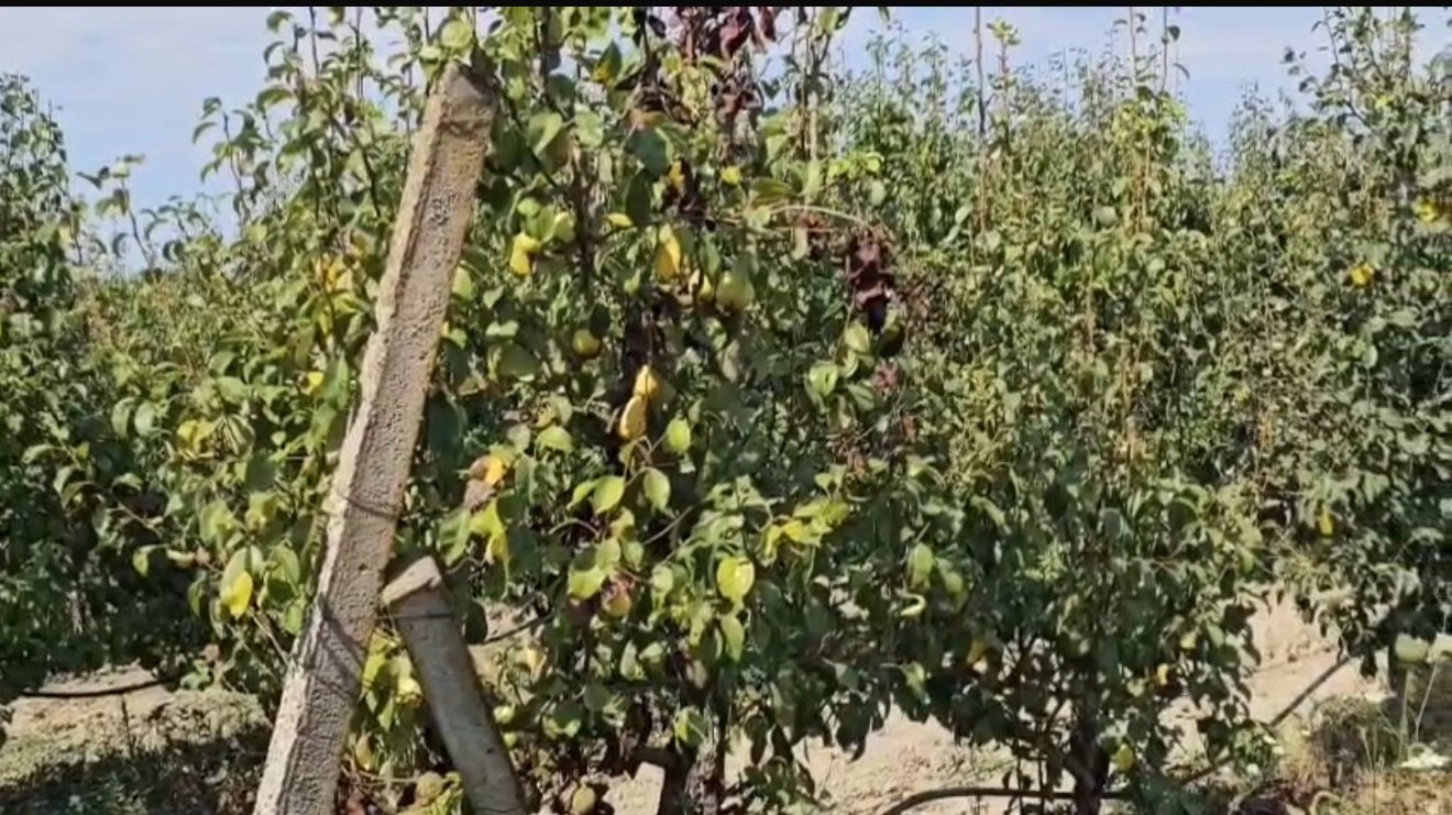Korça, Elbasani dhe Lushnja kryesojnë prodhimin e frutave në Shqipëri.