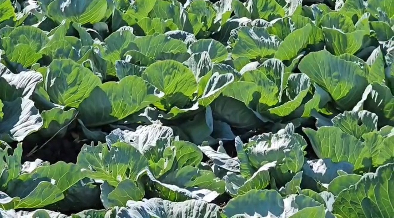 ZBARDHET SKEMA GARANCI SOVRANE 5 MILIARDË LEKË PËR BIZNESET DHE FERMERËT.